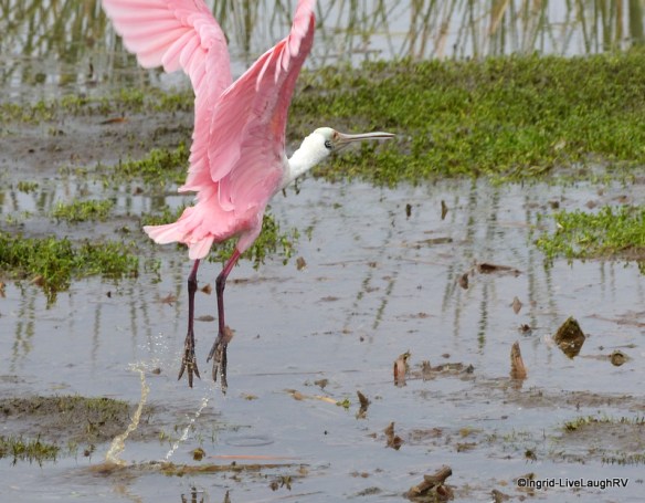 Roseate Spoonbill