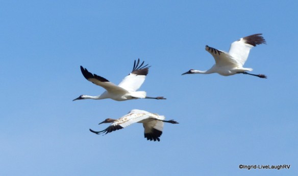 Whooping crane
