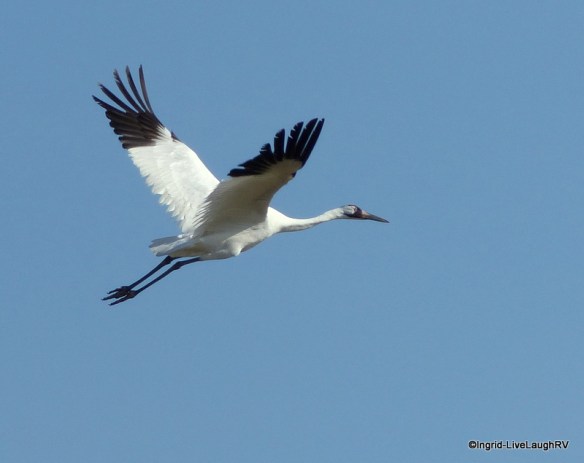whooping cranes