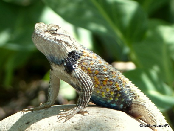lizard