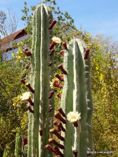 Phoenix Botanical Garden