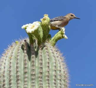 saguaro flowers