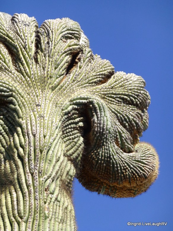 crested saguaro