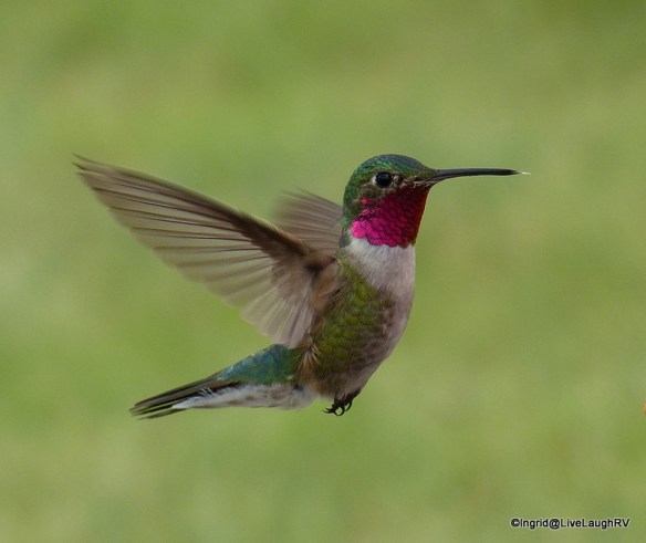 hummingbird