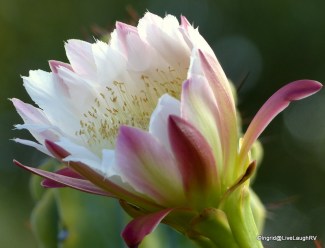 cactus flower