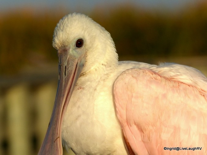 roseate spoonbill