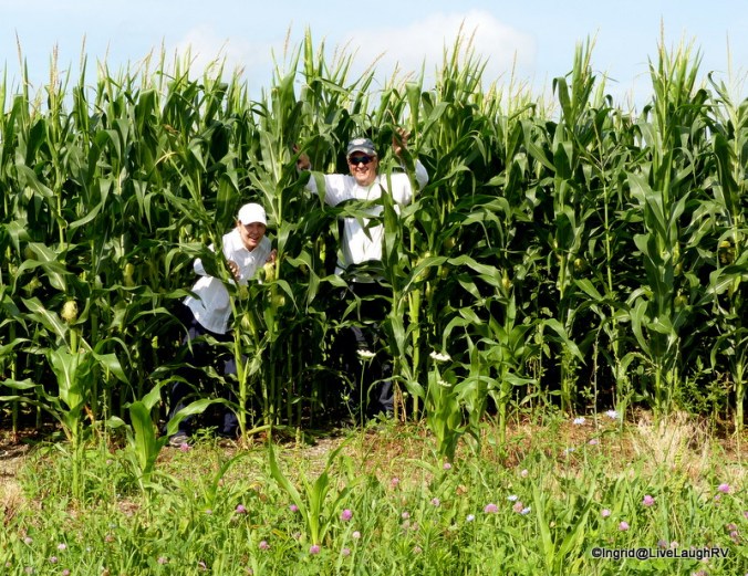 field of corn