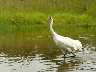 endangered whooping crane