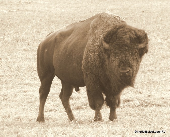 South Dakota, Badlands