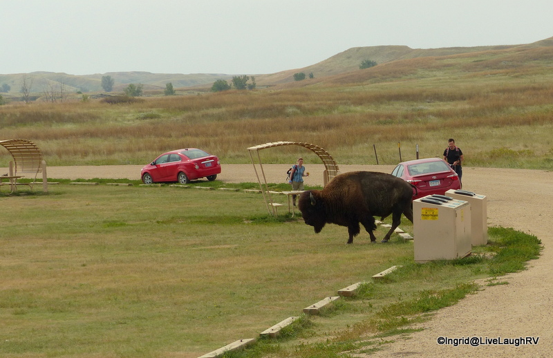 Buffalo in the Badlands