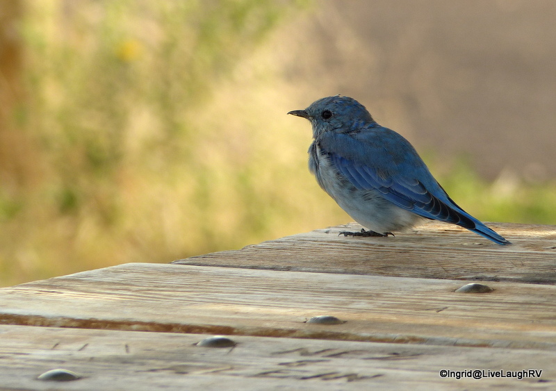 Badlands National Park