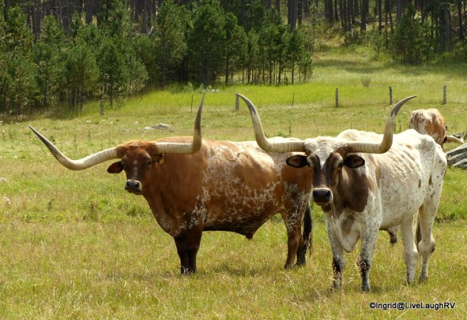 Longhorn