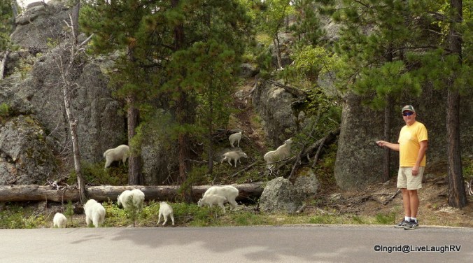 mountain goats