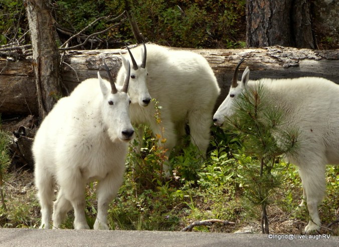 mountain goats