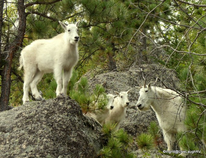 mountain goats