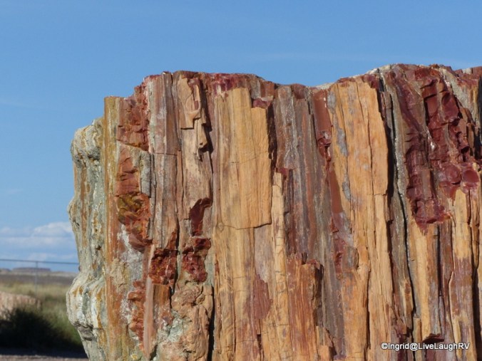 Petrified wood up close.