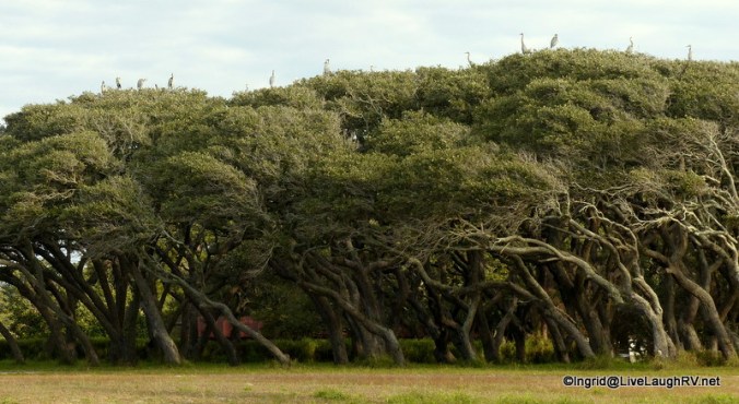 Interesting grove of oak trees. Dozens of Great Blue Herons spent the night on top of them.