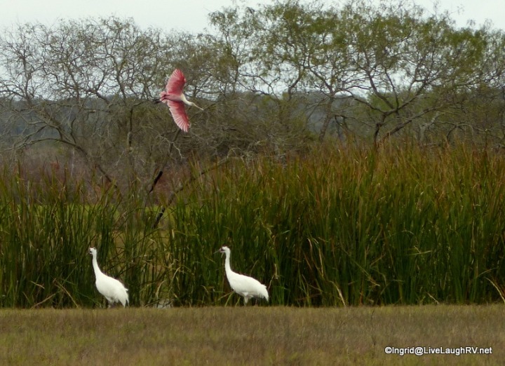 how lucky - 2 whooping cranes and a roseate spoonbill in fight