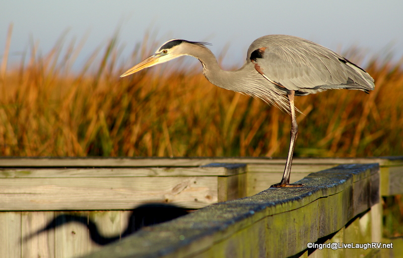 Great Blue Heron