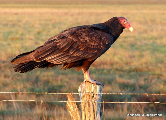 We glance at each other knowing we share a common bond - we can't sing!