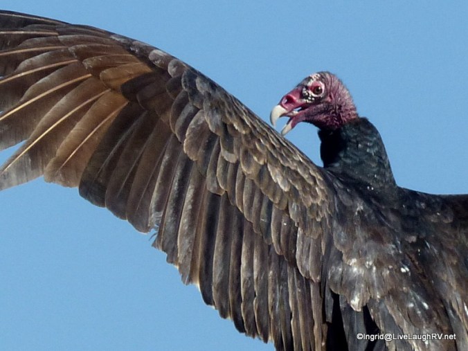 vulture