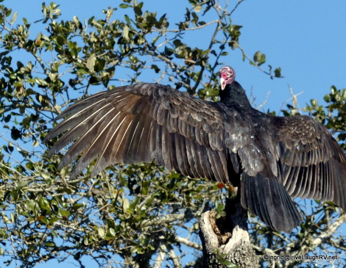 Vultures can't sing, but they do hiss