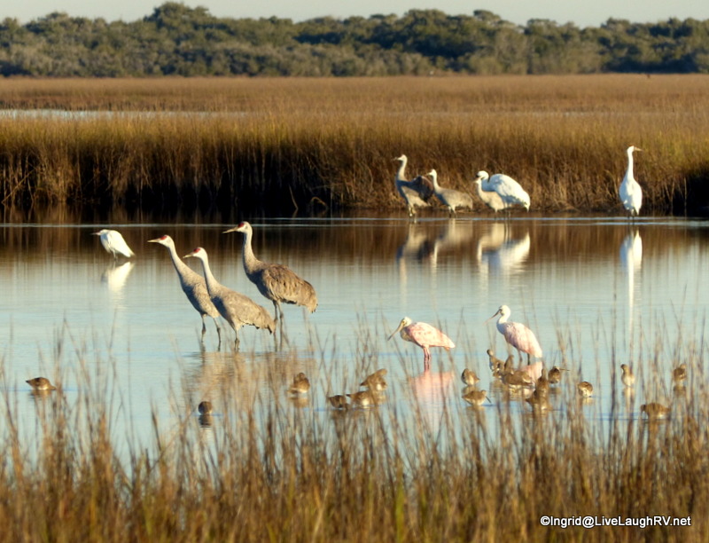 The three front sandhills are getting ready to fly.... camera ready.