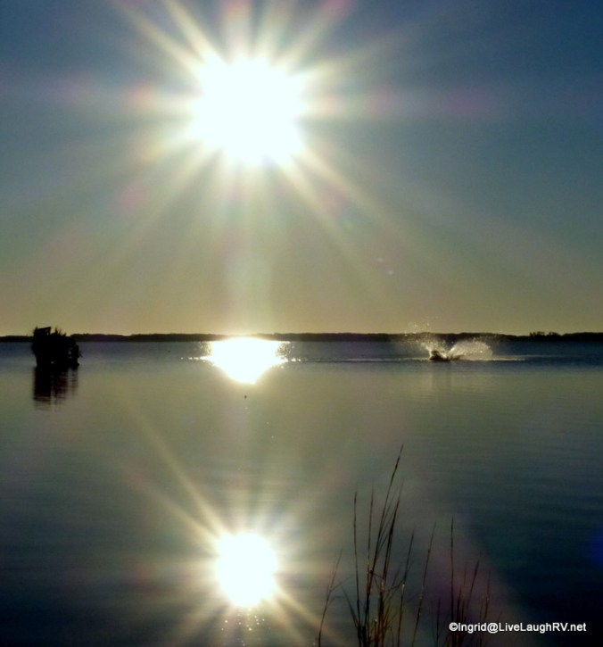 Center right - dolphin feeding