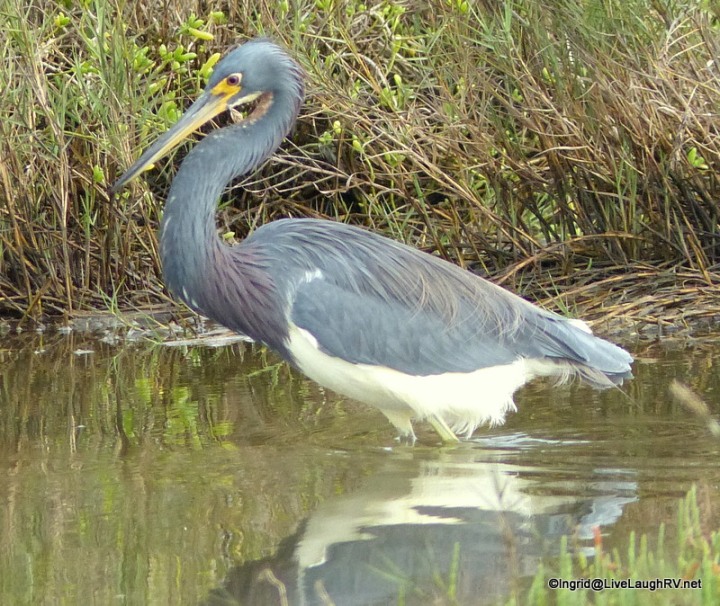 I took this photo last year of everyone's favorite tri-colored heron