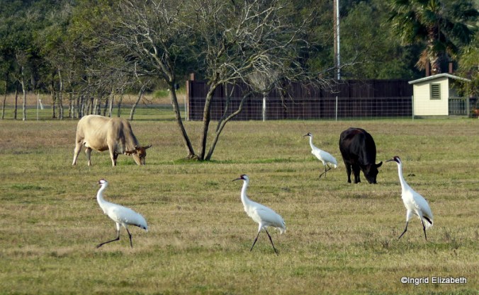 This photo was taken last year. There was never a shortage of cranes to photograph