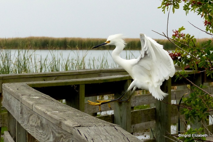 an Egret prepares to land