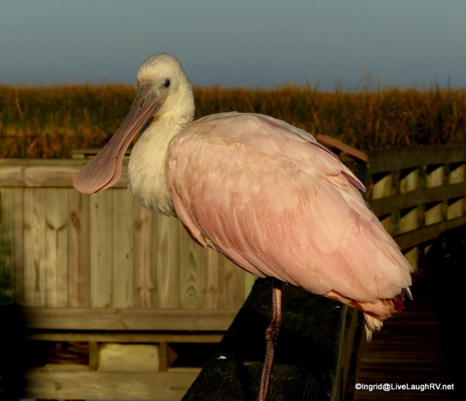 roseate spoonbill