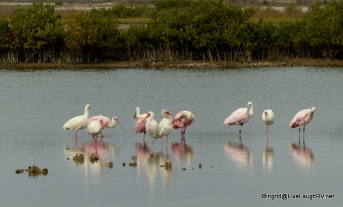 The vibrant pink of the rosette spoonbill is easy to spot.