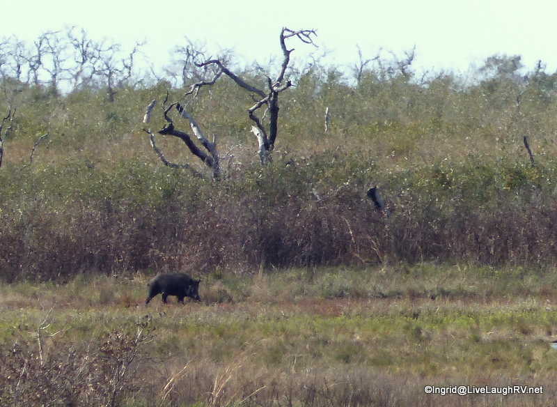 Took my digital zoom to spot that javelina or is it a hog?