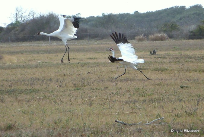 whooping cranes