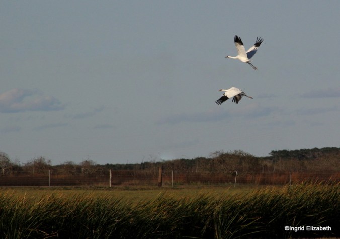whooping cranes