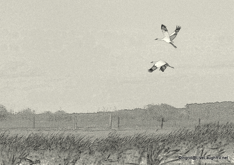 Cranes are said to be a sign of good luck!