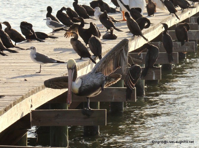 Morning yoga - proud warrior