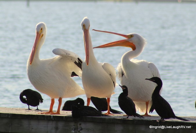 Getting ready to find some babe's - "Hey Joe, do I have bad breath?" "Joe, smell my armpit"