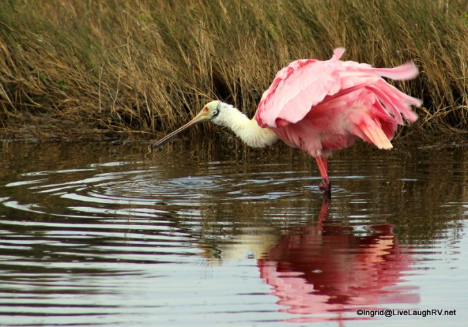 roseate spoonbill