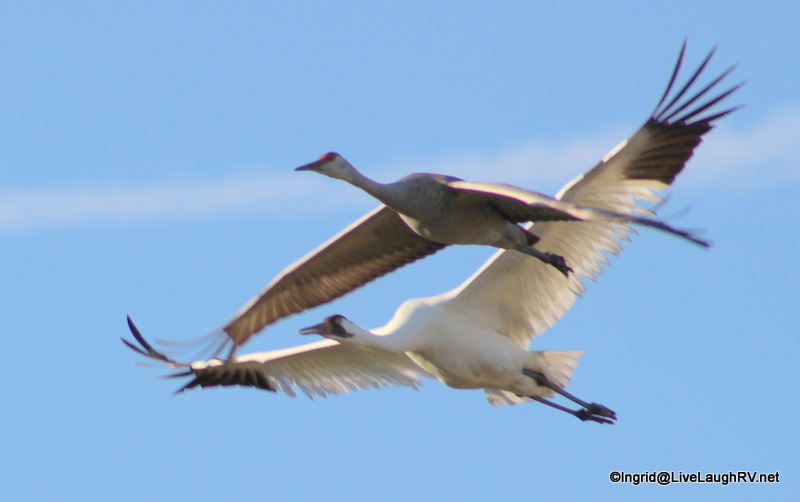 Hearing their wings as they flew over me was exhilarating. I'm ok with the fact that I didn't achieve good focus. They were moving over me relatively fast and I got a little jittery excited. Taken at 300mm and almost no cropping.