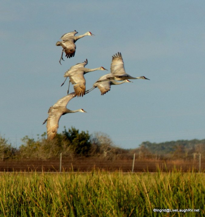sandhill cranes