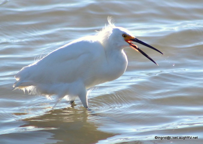 Egret
