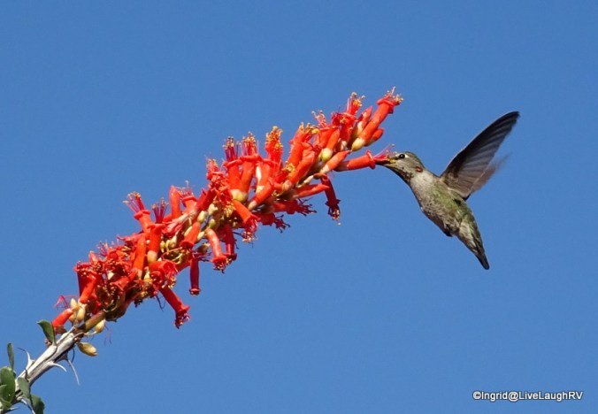 hummingbird