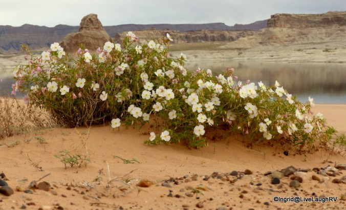 Flowers? Could it get any better?