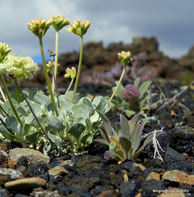 Sometimes it takes looking at the smaller details to see the beauty.