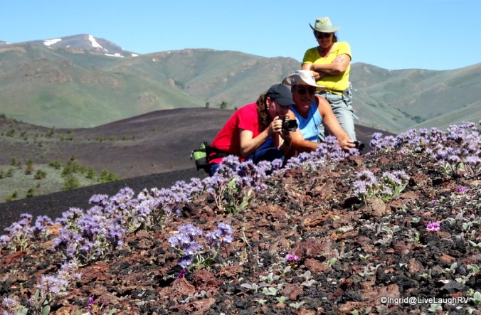 those wildflowers captivated our attention