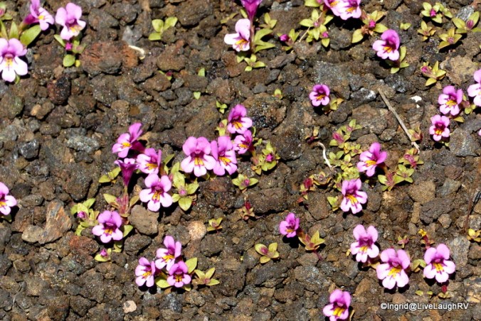 Dwarf Monkeyflower up close