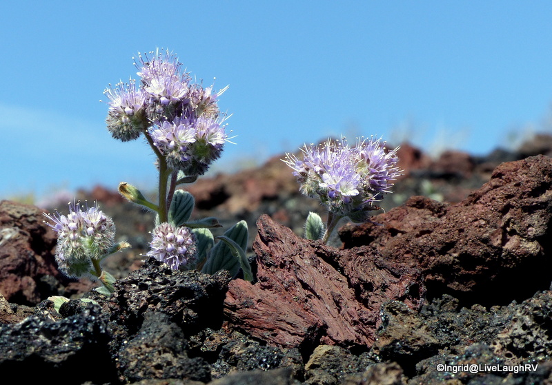Craters of the Moon