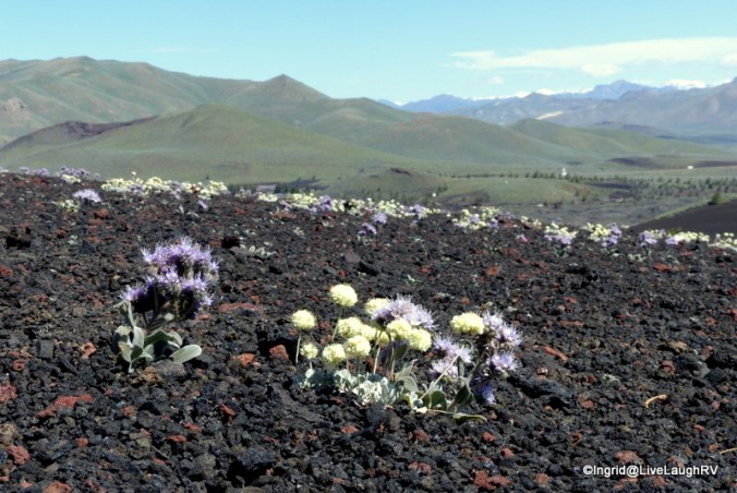 Scorpionweed and Dwarf Buckwheat